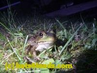 /home//u458753944/public_html/sourcegallery/////////////////////////////////////////////////////////Frogs/Mixed frogs/P1070642.JPG
